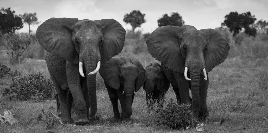 Black And White Animal Poster African Wild Elephant Family Portrait Home Decor