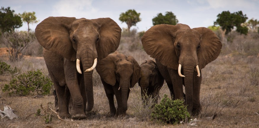 Black And White Animal Poster African Wild Elephant Family Portrait Home Decor